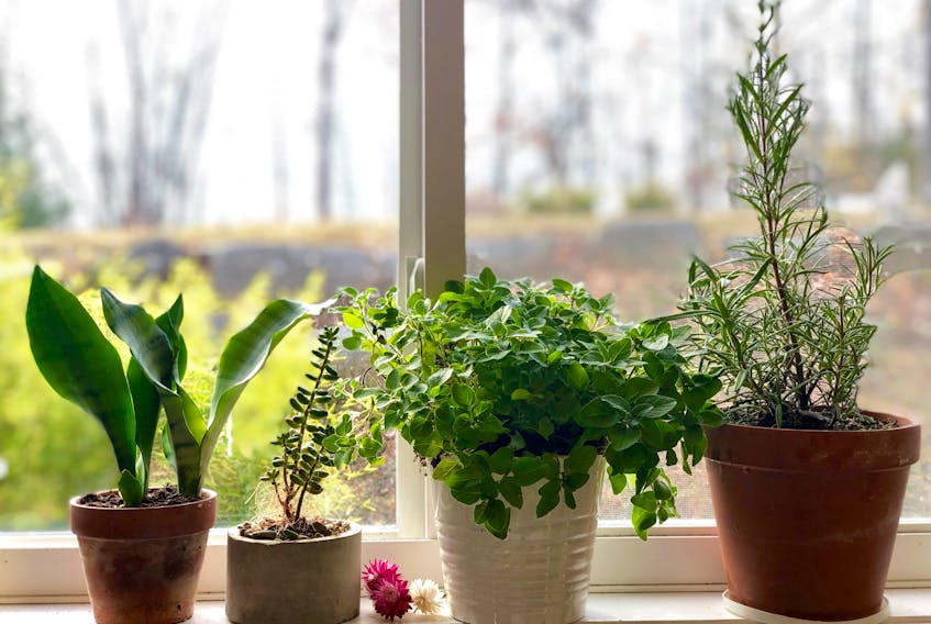 Add fun and flavour to your winter cooking by growing fresh herbs indoors on a sunny windowsill. -Niki Jabbour