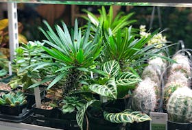 Indoor plants are among one of the biggest gardening trends of 2020 with houseplant sales skyrocketing over the past year.