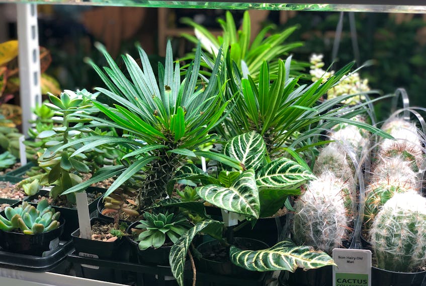 Indoor plants are among one of the biggest gardening trends of 2020 with houseplant sales skyrocketing over the past year.