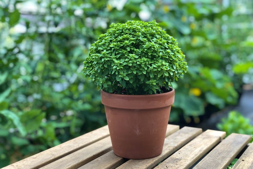 Greek basil plants from tight mounds of tiny leaves but don’t let their small stature fool you: the foliage is packed with delicious basil flavour.