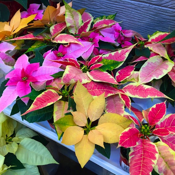 With almost six million grown and sold in Canada annually, poinsettias are the official plant of the holiday season.