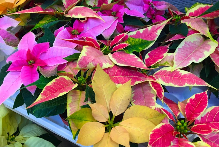With almost six million grown and sold in Canada annually, poinsettias are the official plant of the holiday season.