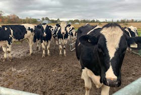 Cows wait near their feed station in Port Williams. Damage to soybean and feed corn crops from a poor growing season and hurricane Dorian mean more farmers are looking for hay this year to augment their feed supply.