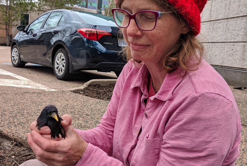 Saint Mary's University professor Colleen Barber hangs on to one of the subjects of her class’s starling call research project on the SMU campus. - Maheshi Dharmasiri