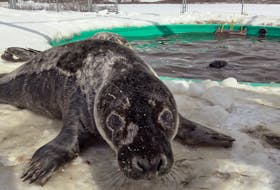 A stranded seal joins some discombobulated beavers in recovery in the aquatic unit of Seaforth's Hope for Wildlife in the first episode of the 10th anniversary edition of the Cottage Life series, airing on Friday night at 11 p.m.