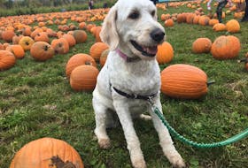 Frankie, a goldendoodle, in a pumpkin patch in the Annapolis Valley. In a survey released by Rover.com, the goldendoodle is the second preferred breed in  Halifax. Mixed breeds ranked first.