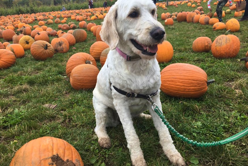 Frankie, a goldendoodle, in a pumpkin patch in the Annapolis Valley. In a survey released by Rover.com, the goldendoodle is the second preferred breed in  Halifax. Mixed breeds ranked first.