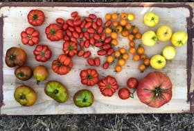 There are so many delicious tomatoes to grow in gardens. Don’t be afraid to experiment and grow varieties with uniquely coloured fruits like sungold, garden peach, black cherry, or Cherokee purple.