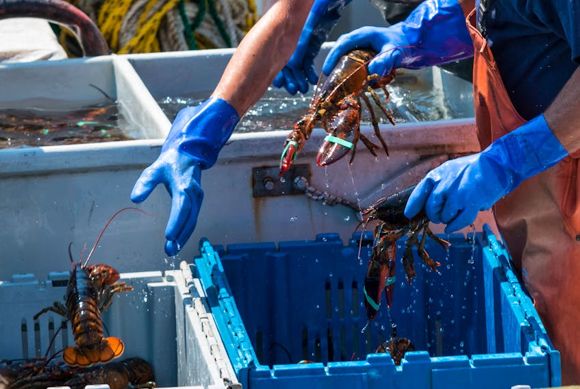 Thousands of kilograms of lobsters leave Halifax Stanfield International Airport daily, that number is only expected to rise over the coming years.