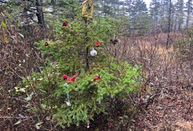 Jan. 4, 2021 - On a recent walk though the woods of Lunenburg County, John DeMont discovered trees covered by mystery decorations.