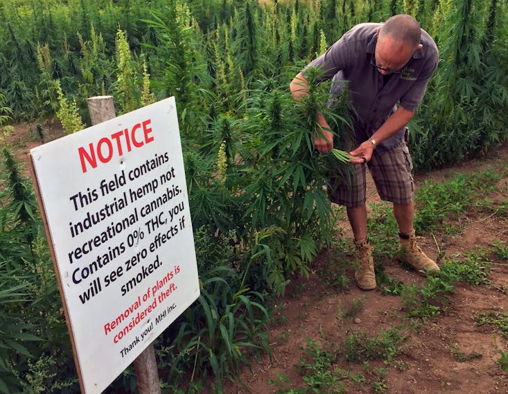 Kevin Cain of Maritime Hemp Innovation examines a hemp field near Cocagne, N.B.  Hemp is an established crop in New Brunswic, and is starting to be grown in Nova Scotia.