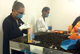Atlantic Sea Cucumber employees work in the company's Hacketts Cove processing plant on Wednesday, August 12, 2020.