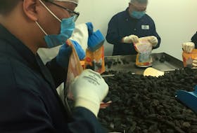 Atlantic Sea Cucumber employees work in the company's Hacketts Cove processing plant on Wednesday, August 12, 2020.