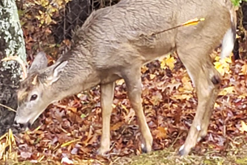 This injured deer was photographed in Spryfield on Tuesday, the deer had been shot with an arrow and had to be put down. Photo by Tony Balzan