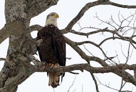 Jan. 9, 2021—A young eagle surveys the skies from its perch in a tree along Middle Dyke Road in North Kentville. Bald eagles frequent the area largely due to the chicken farmers leaving meals. The annual Sheffield Mills Eagle Watch, outside Canning brings watchers, birders and photographers to look for eagles and other bird of prey in the area. 
ERIC WYNNE/Chronicle Herald