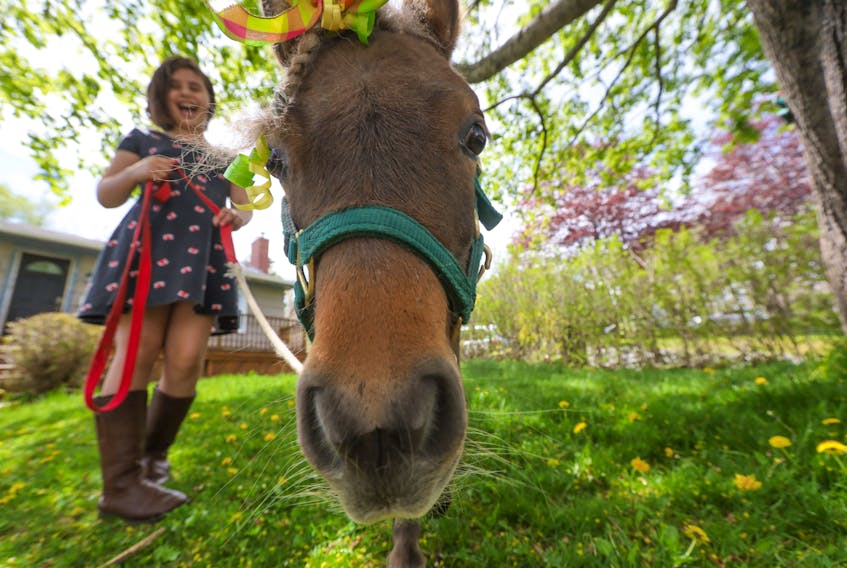 A very curious miniature horse named Sugarfoot checks out the camera as she munches on dandelions in the front yard of Lucia Vaca-Talbot's home in Halifax Thursday.