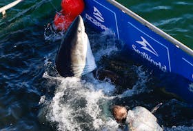 A great white shark that researchers have named Ironbound is wrangled into a floating cradle off West Ironbound Island along Nova Scotia's south shore on Thursday, Oct. 3, 2019.
