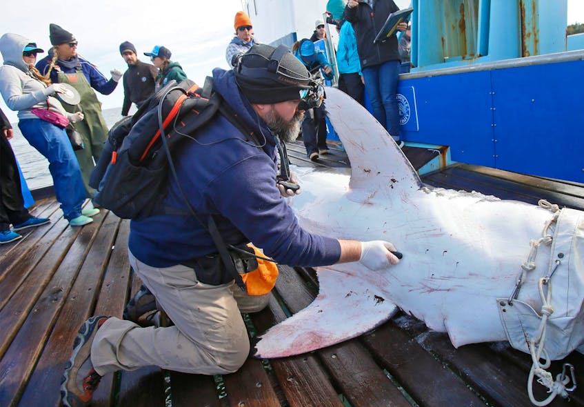 A shark researcher checks the heart rate of a 3.2-metre male sub-adult great white shark that was caught, examined and tagged by the OCEARCH crew, off West Ironbound Island on Oct. 3, 2019. - Tim Krochak