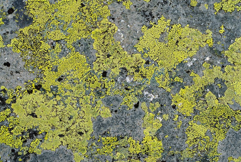 Lichen is incredibly adaptable. —