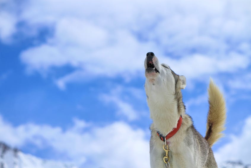 A dog that howls persistently can be enough to make you want to bark at the moon. —
