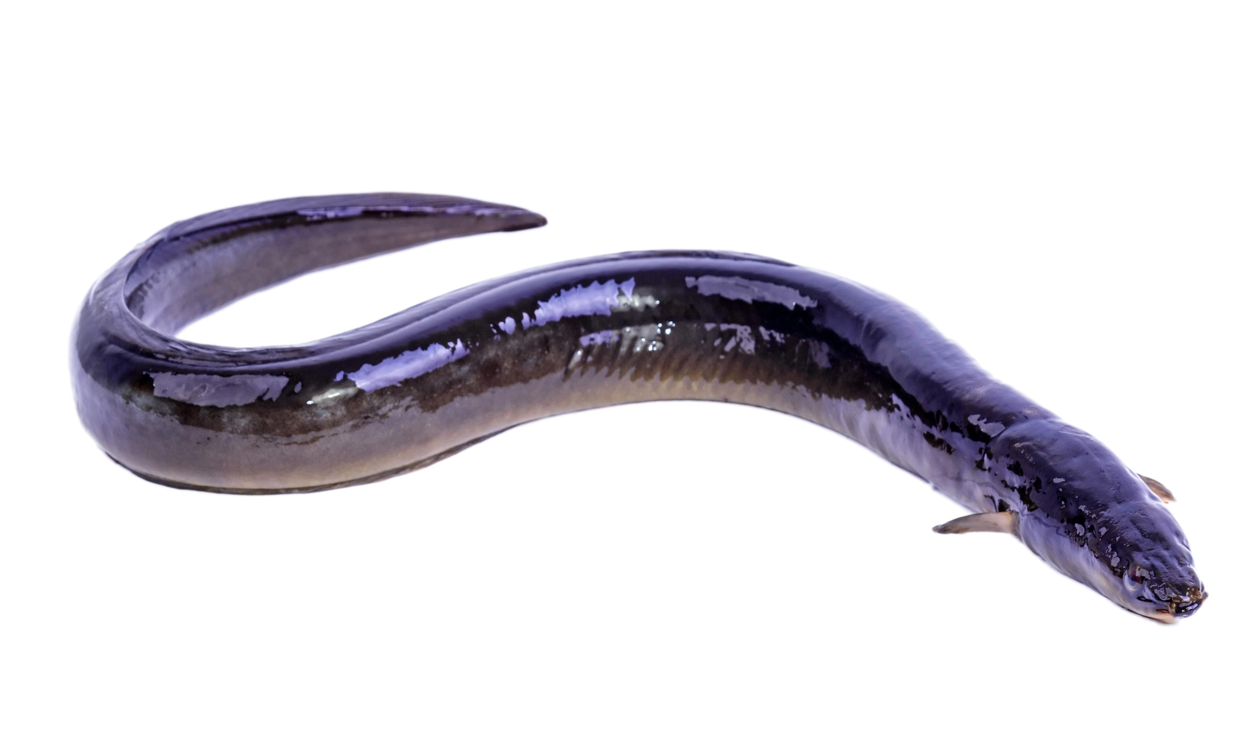 Delectable Eel Fish for Delicious Seafood meals 