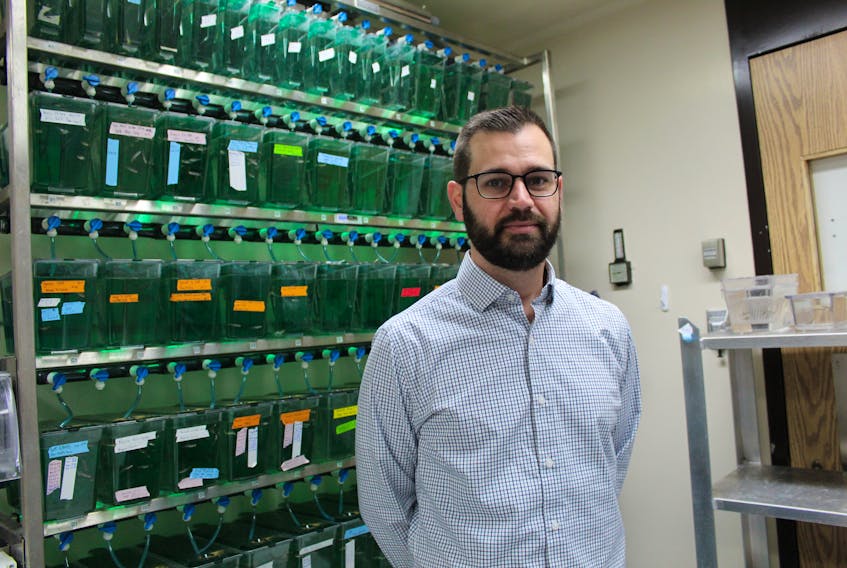 Curtis French is an assistant professor in genetics at Memorial University and one of the few researchers at the university doing germline editing – the kind of gene editing completed by the researcher in China – except French does his research on zebrafish rather than humans.