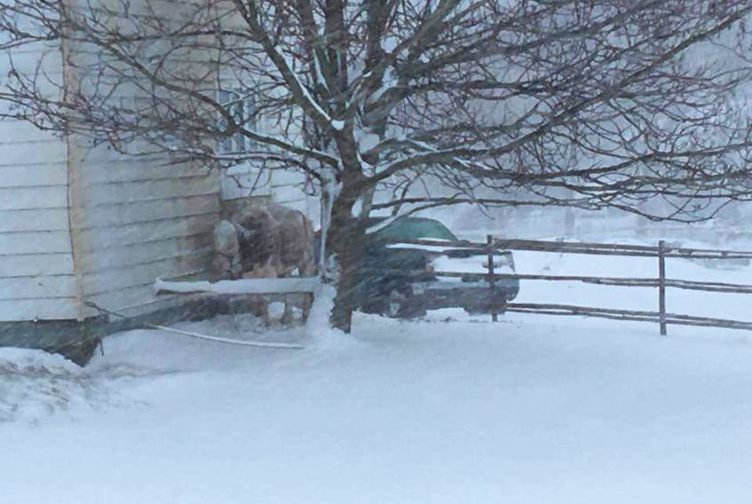 Torbay resident Renee Gosse took this snap of a cow outside in a residential yard in Torbay during Saturday’s snowstorm and posted it to Facebook, calling for action to have the animal moved out of the weather. Her post has been shared close to 2,000 times, with people asking for the police, the town and the province to intervene.