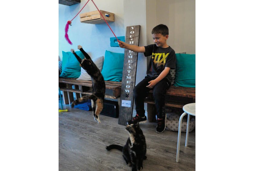 Eight-year-old Dillon Reid of C.B.S. may have been feeling a little under the weather on Wednesday, but a trip to the grand opening of the Mad Catter Café with his mother, Susan Haggett, and a quick visit with Effie (leaping) and Dot (indifferent) quickly brought a smile to his face.