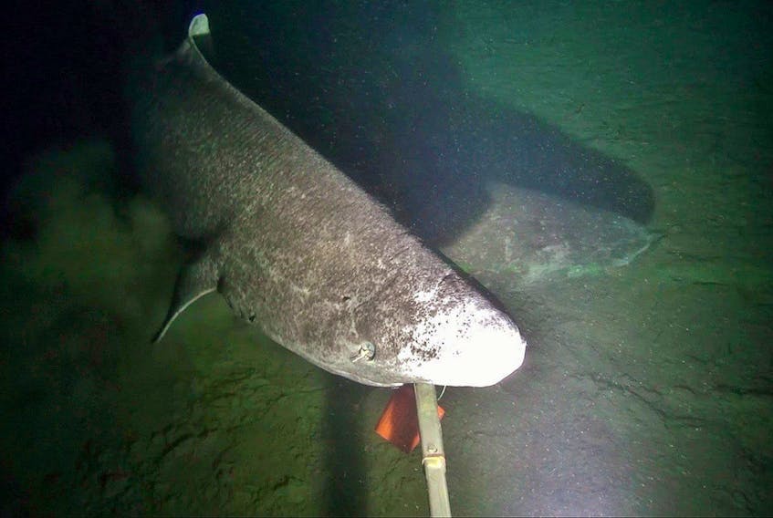An image of a Greenland shark is shown in this handout photo provided by researchers from the Marine Institute of Memorial University. Scientists from Newfoundland have captured video of one of the world’s largest and most elusive shark species.