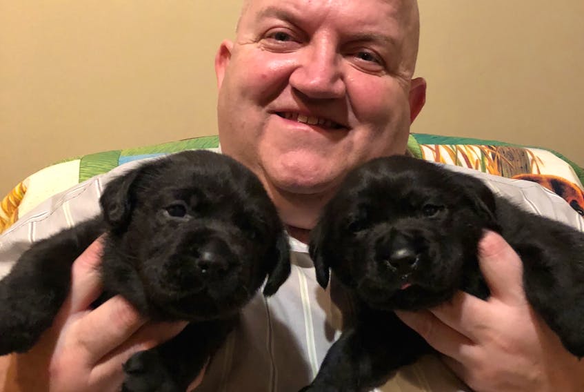 Tony Moores, president of the Newfoundland All-Breed Kennel Club, with two purebred Labrador retrievers from a new littler.