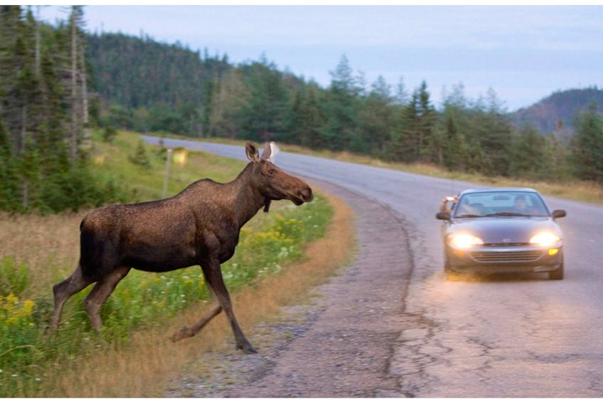 The results of a national survey by State Farm Canada indicate 20 per cent of Newfoundland and Labrador drivers are not confident that they would know how to avoid a collision with a moose.