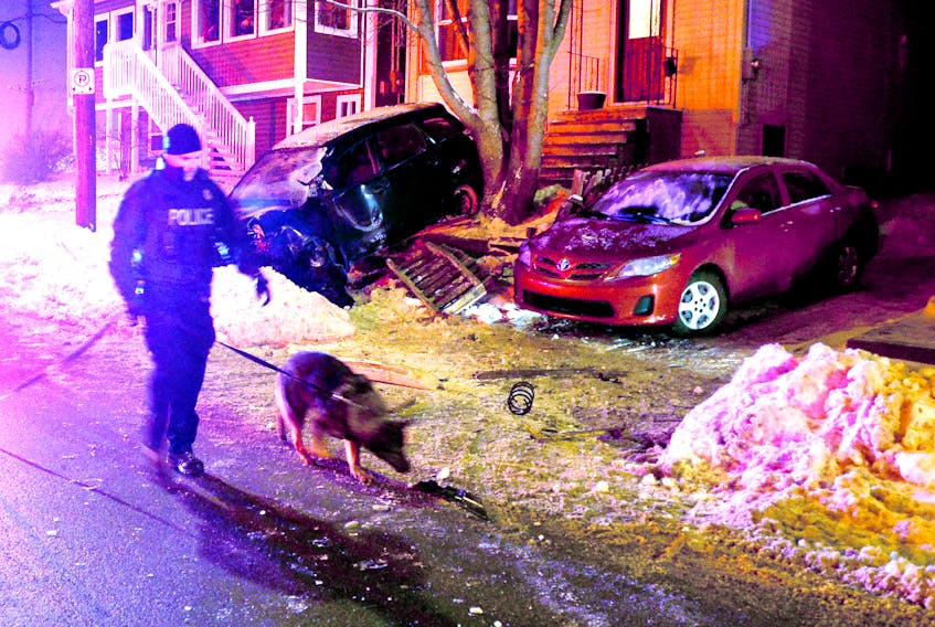 A police dog handler tracks a suspect after a hit and run on St. Clare Avenue Jan. 1. The driver of the SUV involved was arrested a short distance away and charged with multiple offences.