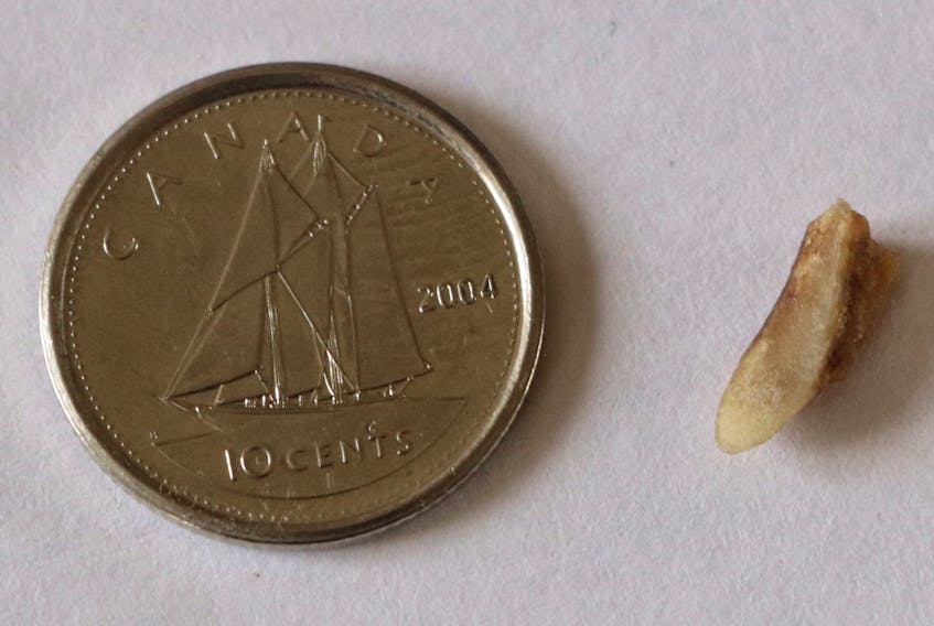 A small piece of what appears to be chicken bone or claw that Gina Greeley Elens says stuck in her gum after she bit into a chicken finger purchased at a local Dairy Queen. A Canadian dime is used for size comparison.