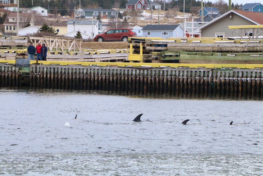 Residents of Heart’s Delight and visitors have spent a lot of time on the wharf at the community’s harbour this week, where six or seven white-beaked dolphins remain trapped by pack ice.