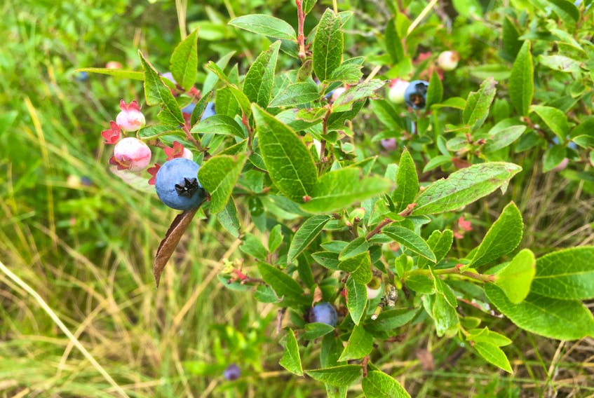 Wild, low-bush blueberries like these are susceptible to damage by blueberry maggots as well as the larger, high-bush blueberries according to the Canadian Food Inspection Agency. To try and protect against blueberry maggot being introduced to the province, certification of incoming shipments of any blueberry plants is required.