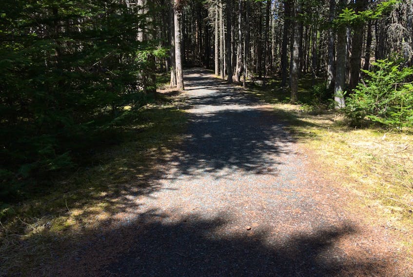 Woods trail, Pippy Park, St. John's.