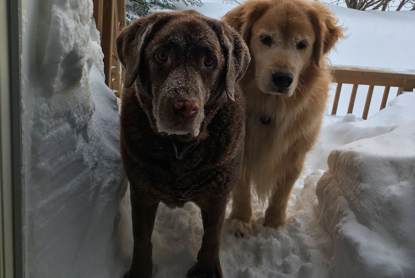 Dora and Maggie were on the lam for a short time during the weekend storm. —