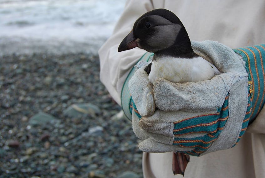Increasing levels of artificial light along coastlines is causing fledgling puffins to get lost when making their way to sea. CPAWS-NL’s Puffin and Petrel Patrol rescues the birds, but the organization is working toward a dark sky designation for the Witless Bay area to prevent pufflings from going off course in the first place.