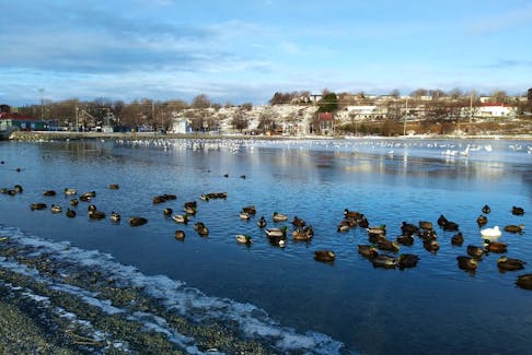 Ducks and gulls at Quidi Lake in late December. A one-volume general encyclopedia owned here in St. John’s in 1892, contains this vital data on ice thickness: “Ice, strength of — ice 2 in. thick will bear infantry; ice 4 in. thick will bear cavalry or light guns; ice 6 in. thick will bear heavy field guns; ice 8 in. thick will bear 24-pounder guns on sledges, weight not over 1,000 pounds to a square foot.