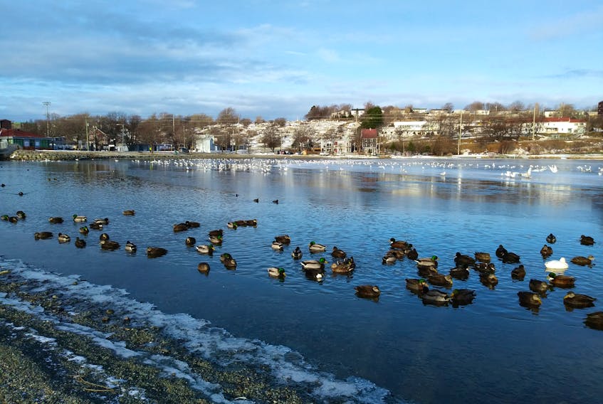 Ducks and gulls at Quidi Lake in late December. A one-volume general encyclopedia owned here in St. John’s in 1892, contains this vital data on ice thickness: “Ice, strength of — ice 2 in. thick will bear infantry; ice 4 in. thick will bear cavalry or light guns; ice 6 in. thick will bear heavy field guns; ice 8 in. thick will bear 24-pounder guns on sledges, weight not over 1,000 pounds to a square foot.