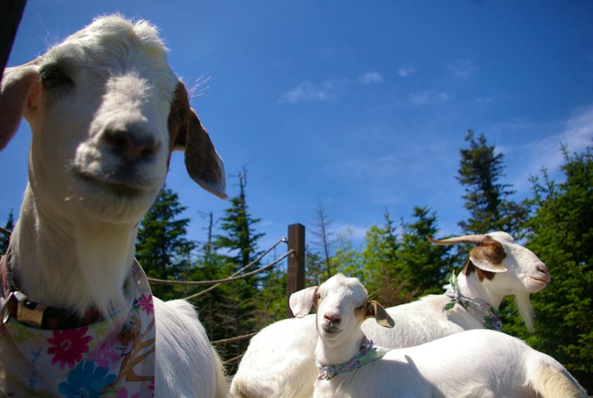 The McBrides’ goats Miri (foreground) with mother Spring and sister April.