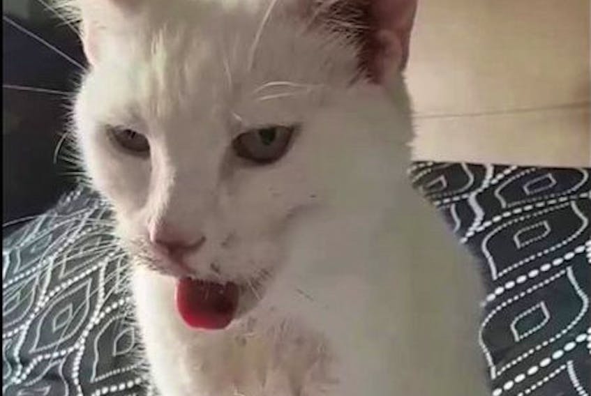 A photo taken Monday of 15-year-old Mekio shows the cat with jaw open, tongue out and covered in blood after suffering what is believed to have been an intentional attack in Paradise.