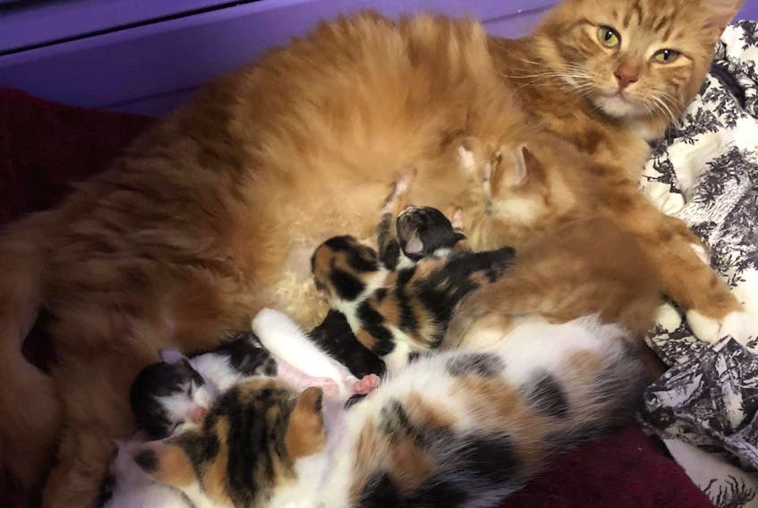 A mother cat and her newborn kittens were among the 29 cats taken in by Recue NL last week.