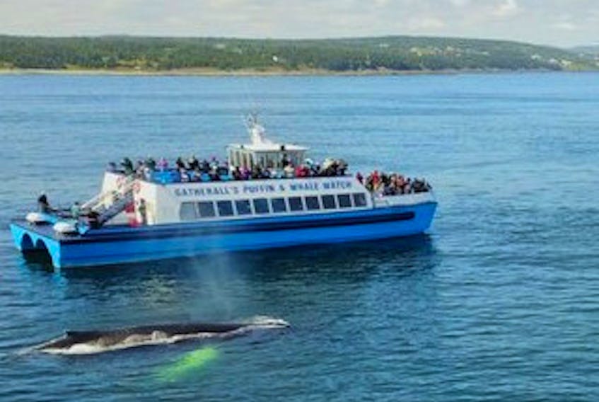 A tour boat from Gatherall’s Puffin and Whale Watch maintains the regulated distance away while still getting a good view of whales in Bay Bulls.