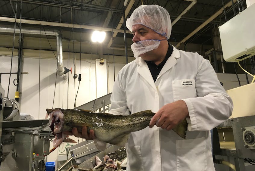 Inside the Icewater Seafoods plant in Arnold’s Cove, Alberto Wareham holds the line to grab a codfish. The fish has already been beheaded. While it is not the case in all plants in the province, Icewater makes use of the fish skin, heads and offal as well as fillets, cheeks and tongue.