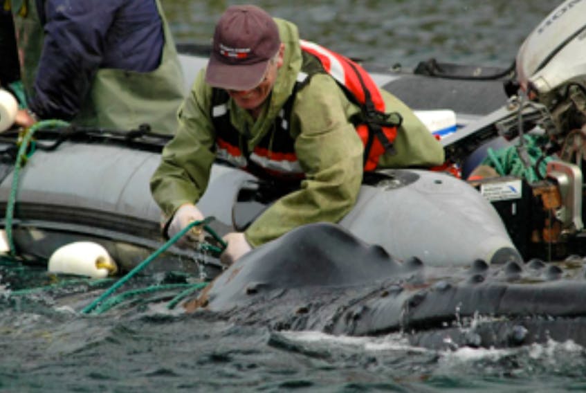 Wayne Ledwell of Whale Release and Strandings Group untangles rope from a humpback whale caught in a capelin trap in Bay de Verde in 2008.