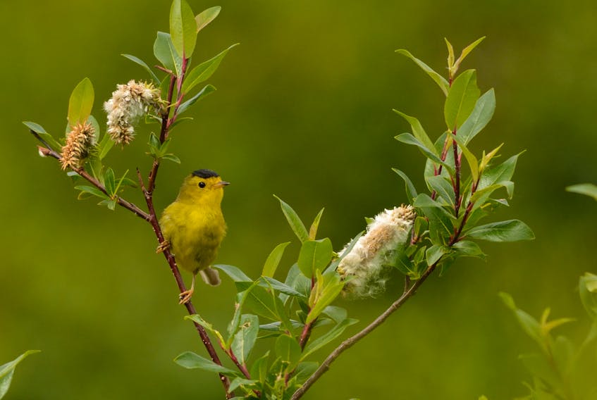 Over nine years, from 2008 to 2016, Parks Canada biologist Darroch Whitaker recorded 20 sitings of Wilson’s warbler (Cardellina pusilla) in thickets in the Torngat Mountains.