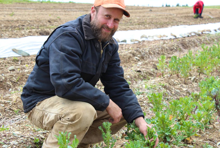 Mark Wilson shows the heritage turnip greens he grows on his organic farm in Portugal Cove.