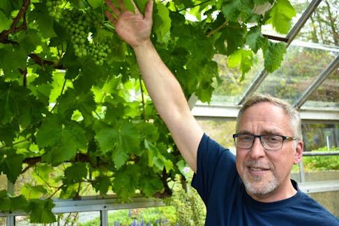 Memorial University Botanical Gardens’ horticulturist, Todd Boland, holds back the leaves to expose the grapes growing in the greenhouse. Reducing waste is a daily focus for workers at the gardens, he says.