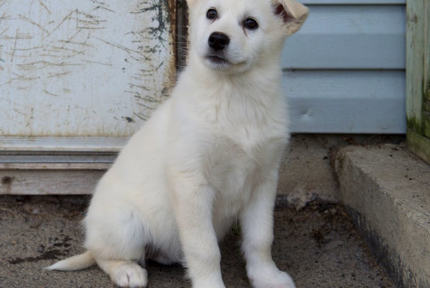 A husky mix pup awaits adoption at the Gander SPCA in 2017.
